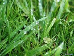 今日も雨