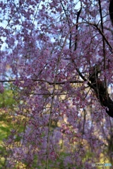 枝垂れ桜②