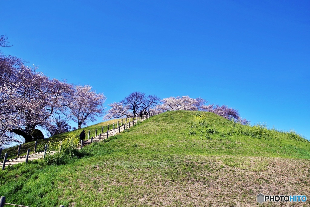 古墳の桜