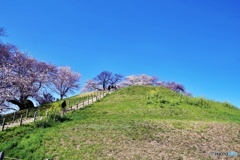古墳の桜