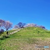 古墳の桜