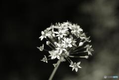 野蒜の花