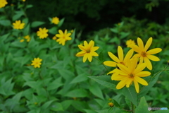 山の華②