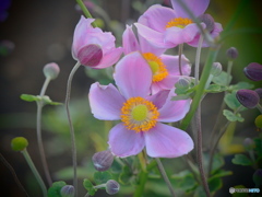 秋明菊