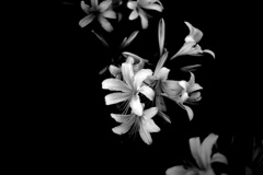 暗闇の花