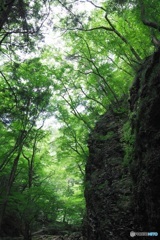 緑の渓谷