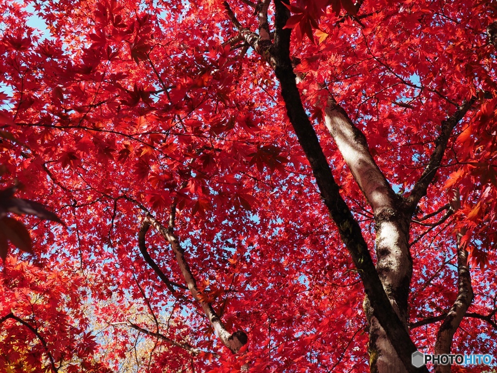 紅