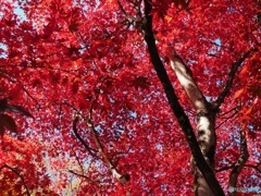紅