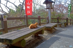 ネコの住む神社