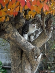 子猫の成長（4ヶ月）