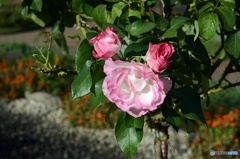 秋のバラ