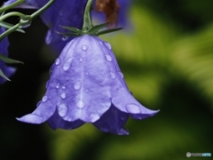 雨にも負けず