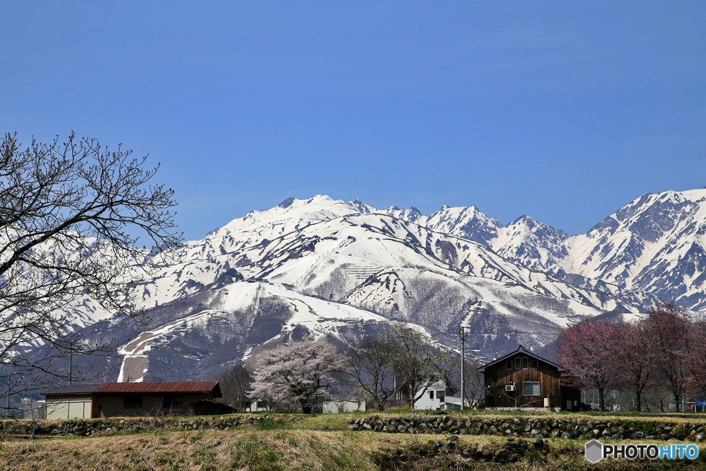 白馬村の春