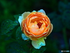 薔薇