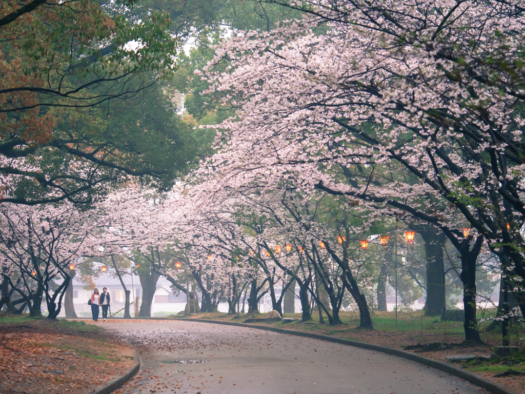 桜並木
