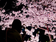 夜桜とカメラと女の子