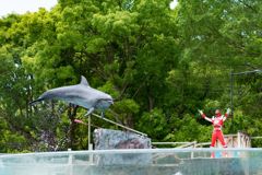 イルカショー 新屋島水族館 その1