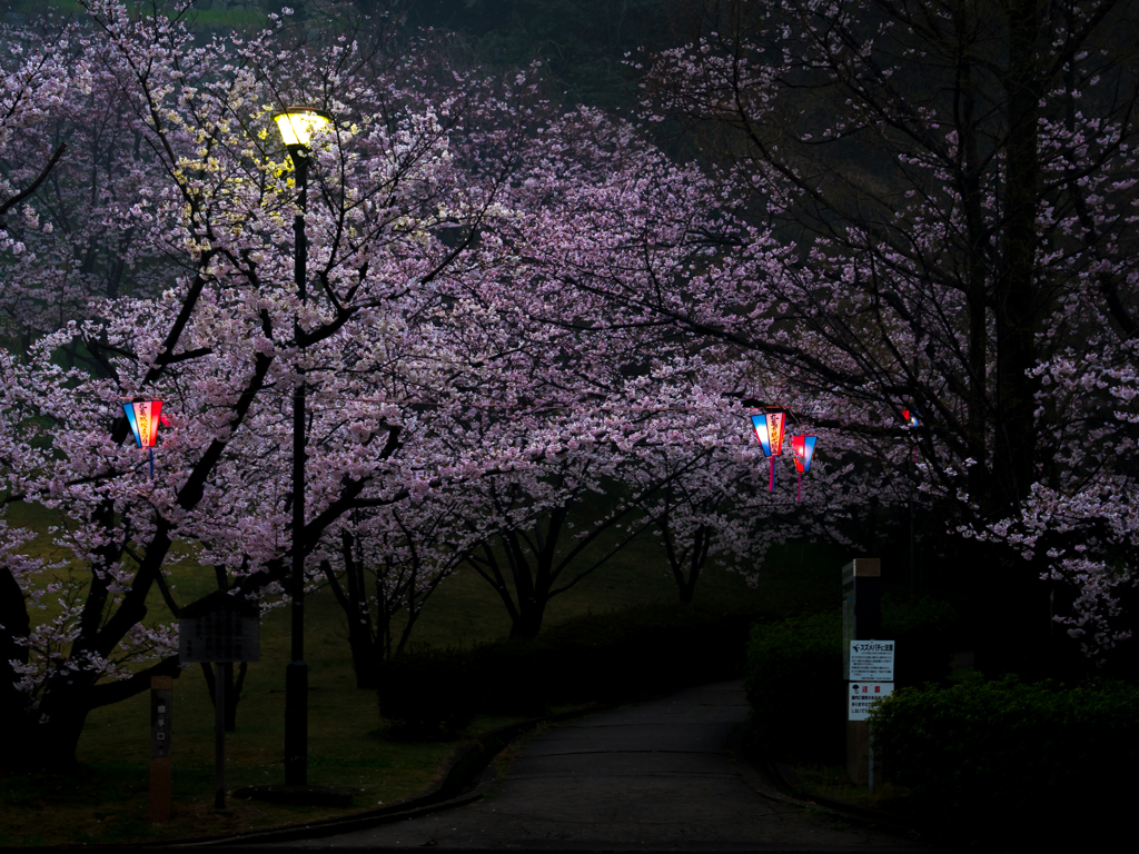 怪しげな桜とスズメバチに注意