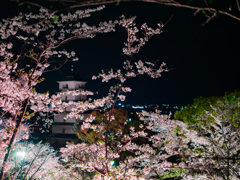 夜桜と塔 1