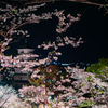 夜桜と塔 1