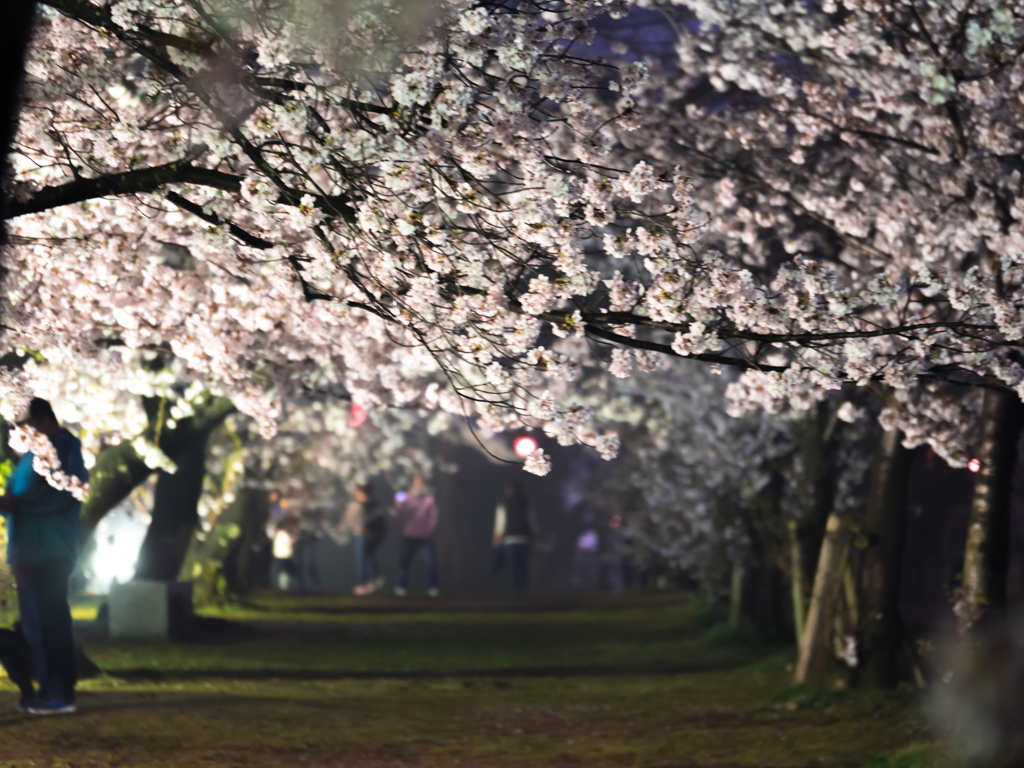 覆い被さる桜