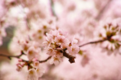 尾関山公園の桜