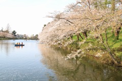 夕日に焼ける桜