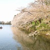 夕日に焼ける桜