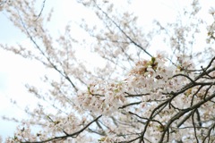 桜と空