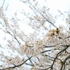 桜と空