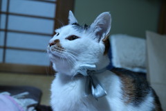 リボン