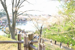 桜からの景色