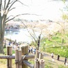 桜からの景色