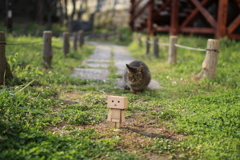 芝公園