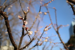 梅
