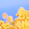 菜の花