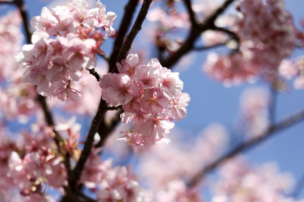 河津桜