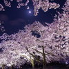 夜桜照らす月光