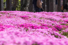 芝桜