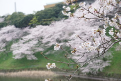 千鳥ヶ淵