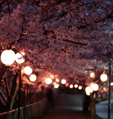 ようやく開花