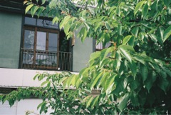 窓