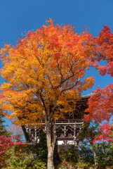 善峯寺の紅葉