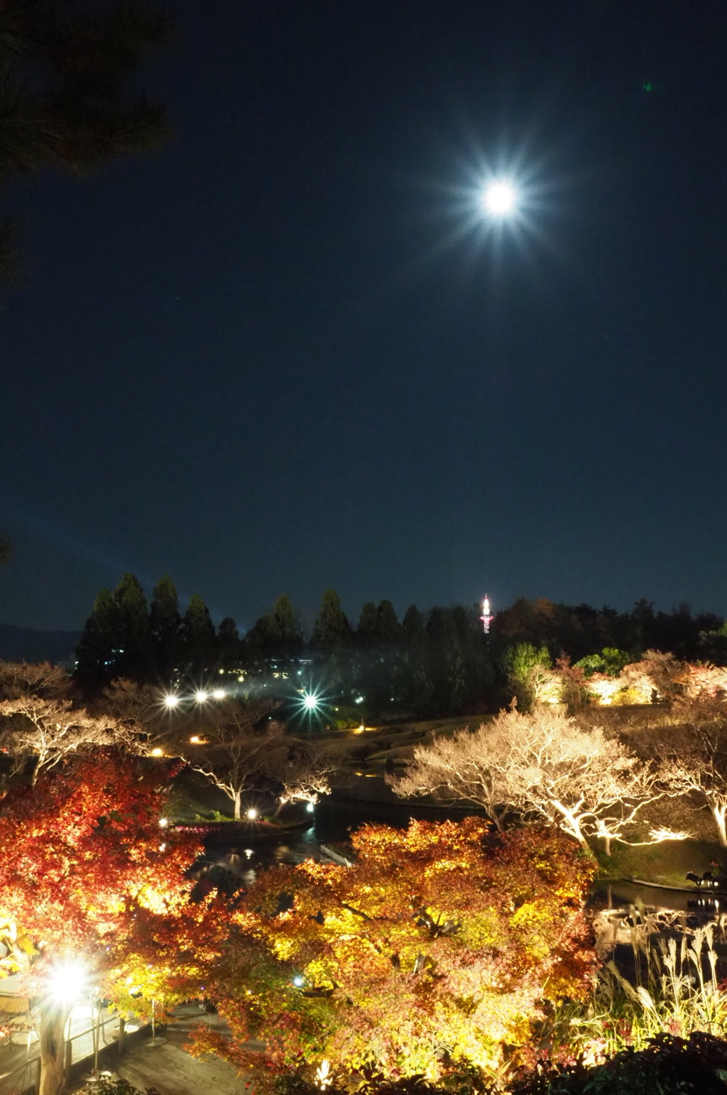 紅葉とスーパームーン