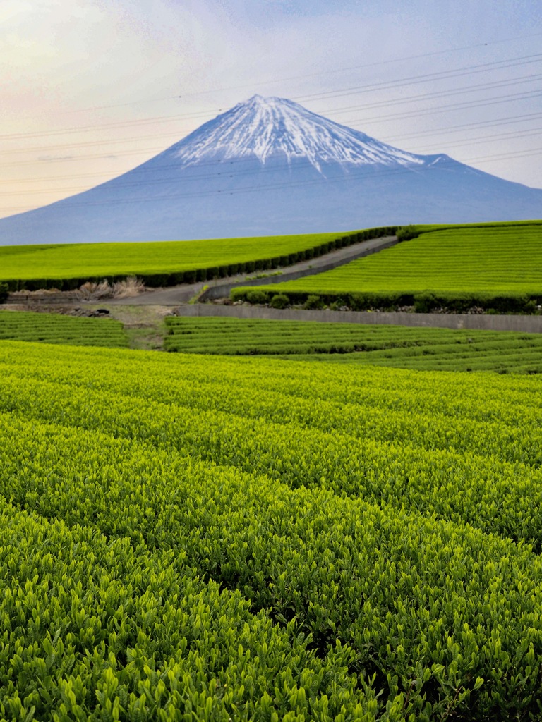 富士山と茶畑