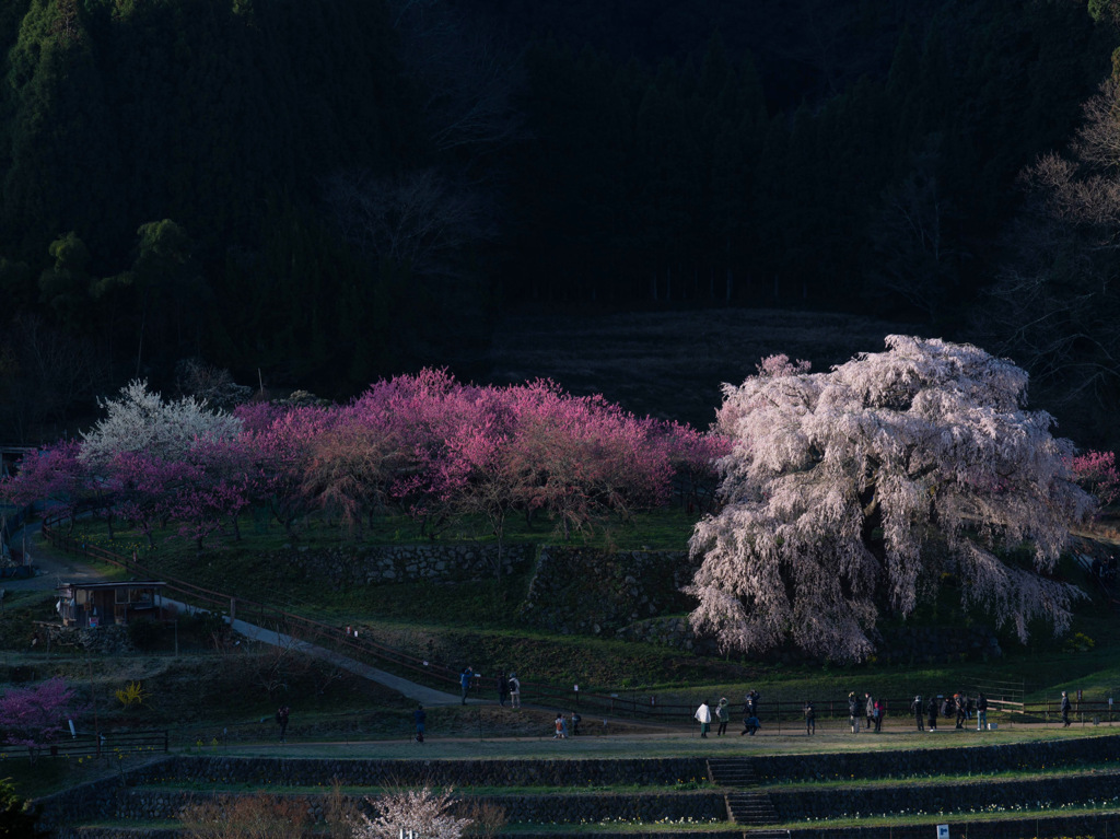 又兵衛桜を上から