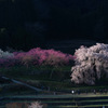又兵衛桜を上から