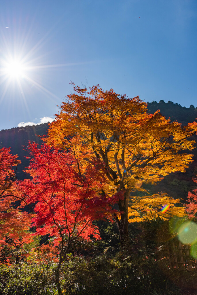 善峯寺の紅葉