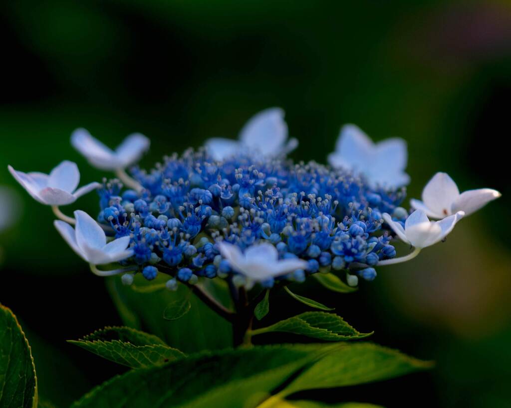 紫陽花
