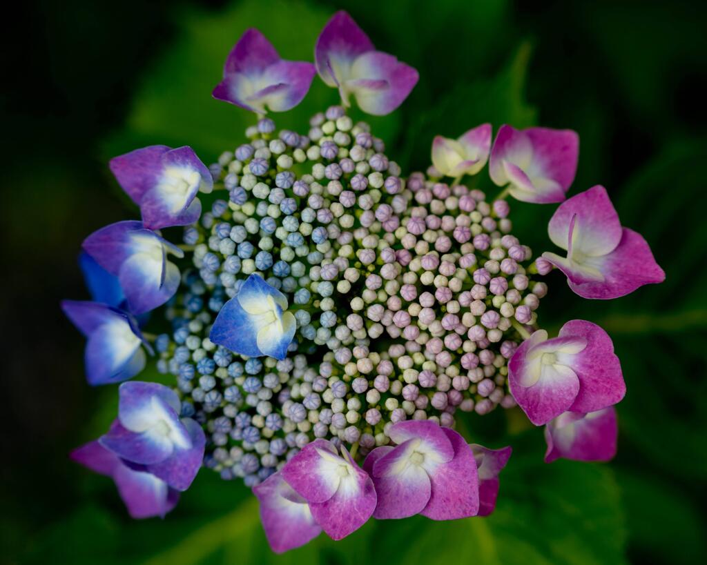 柳谷観音の紫陽花
